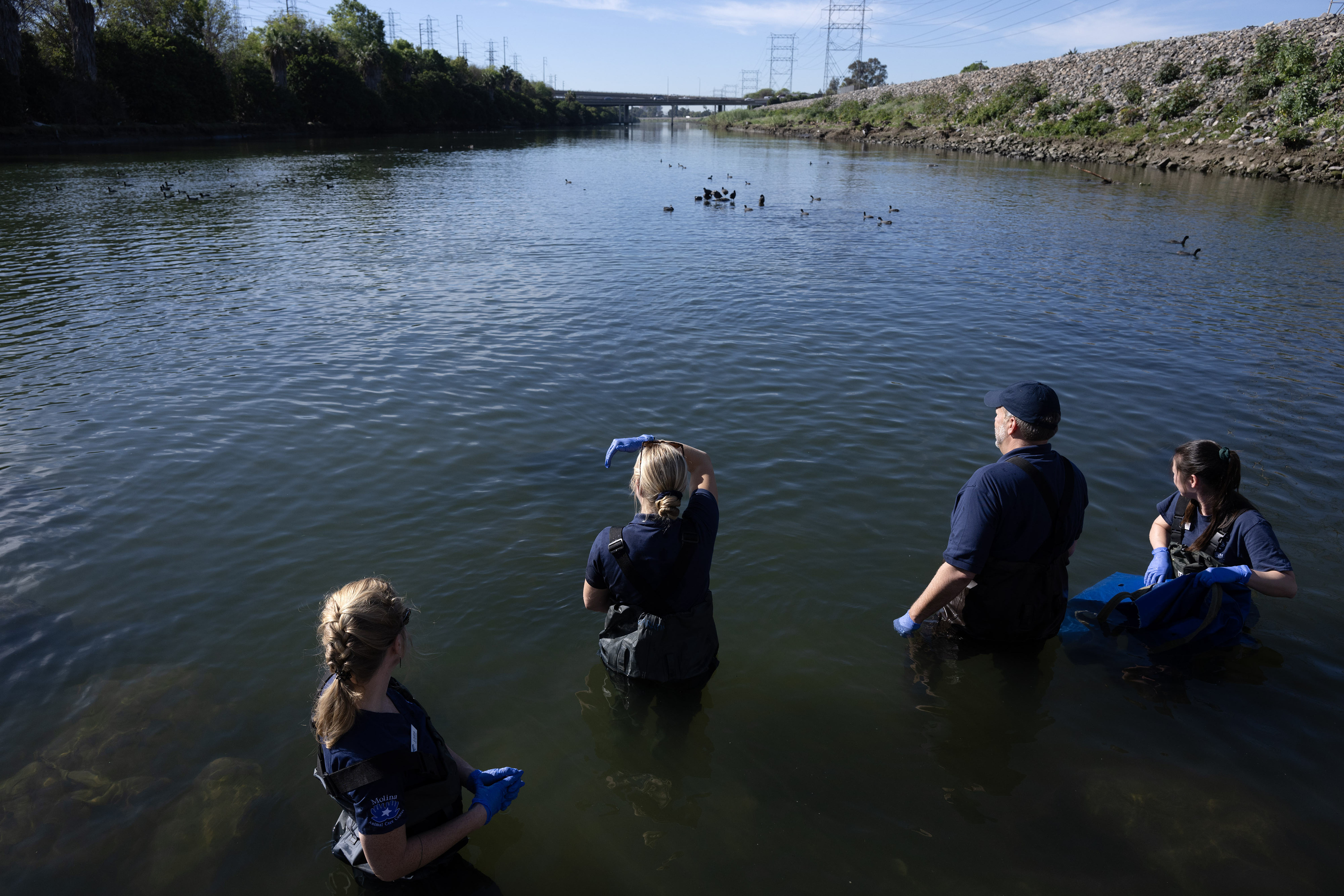Aquarium of the Pacific staff release Porkchop, a three-finned sea...