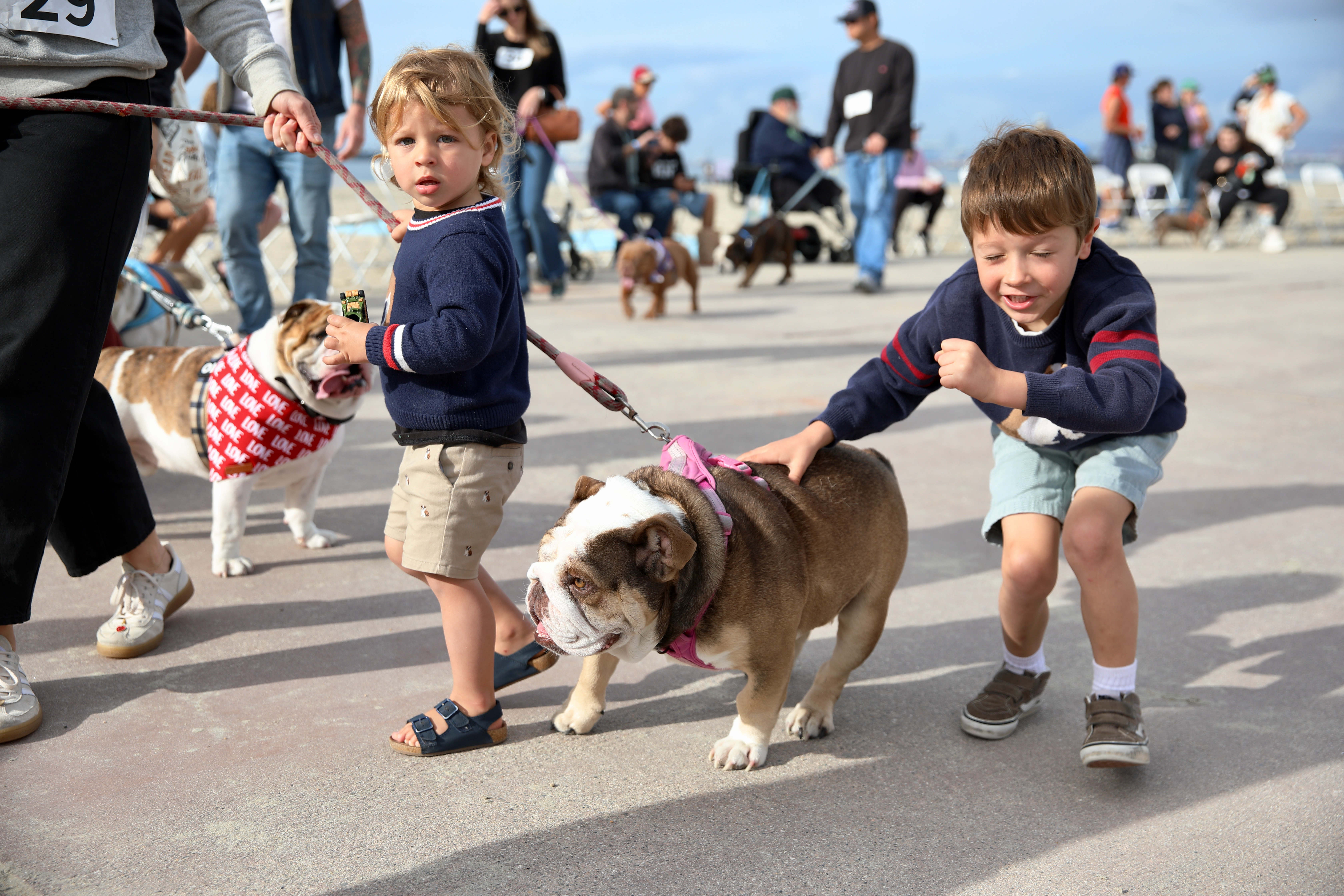 Participants parade their English bulldogs past spectators and judges at...