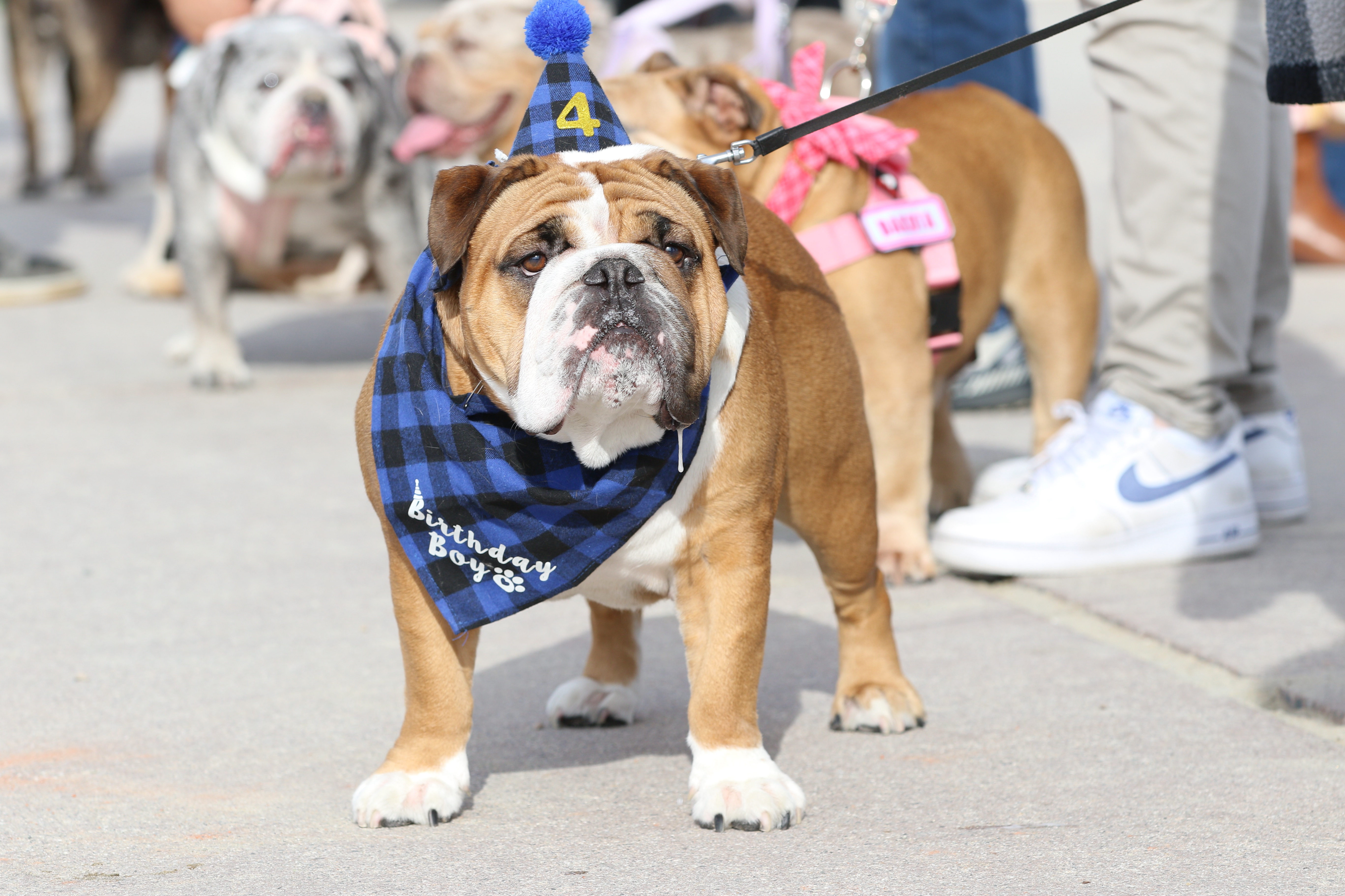 English bulldogs are the center of attention on Sunday, Feb....