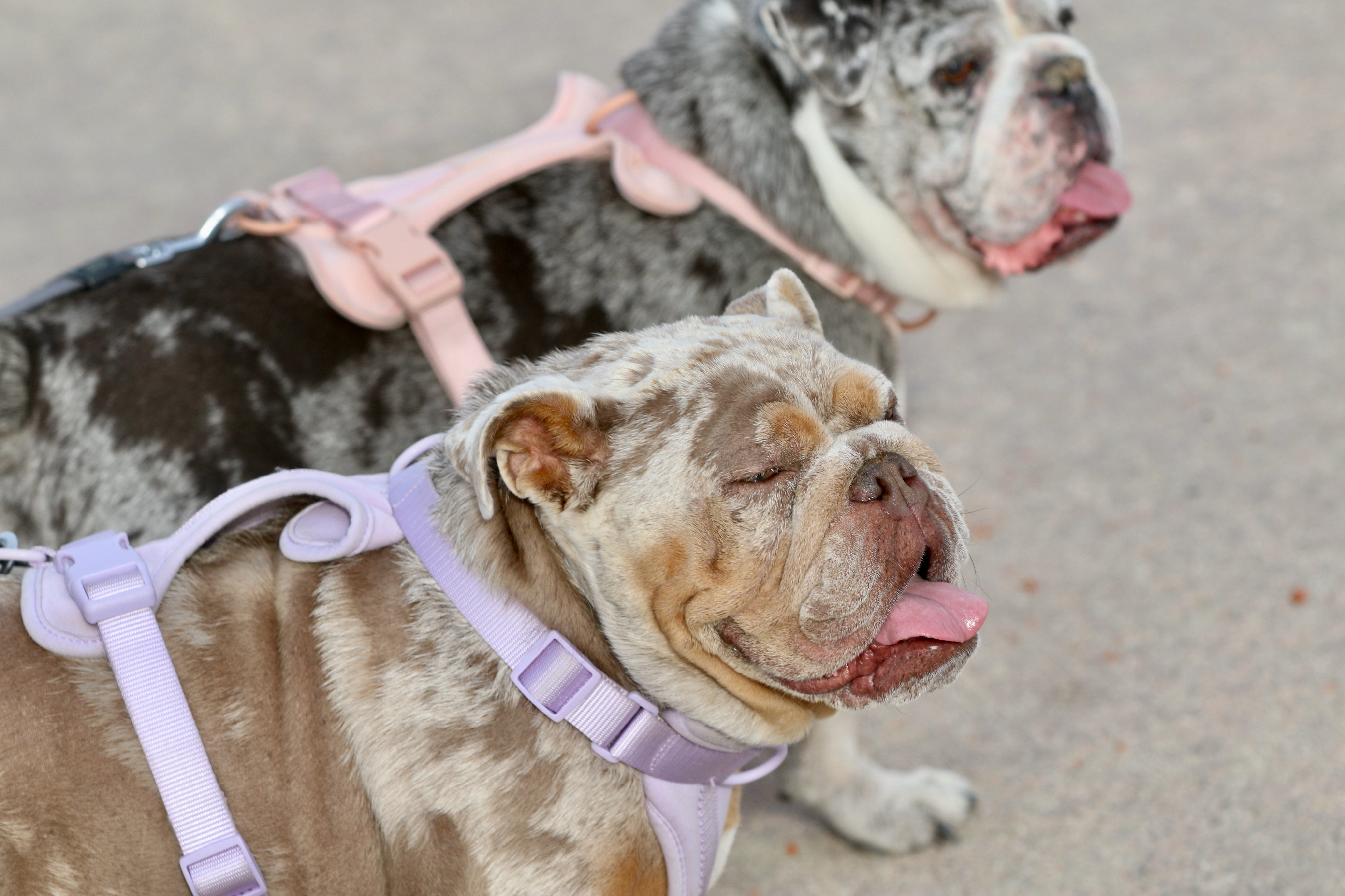 English bulldogs are the center of attention on Sunday, Feb....