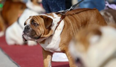 Things to do in the Long Beach, South Bay areas, Feb.13-19 – Daily Breeze