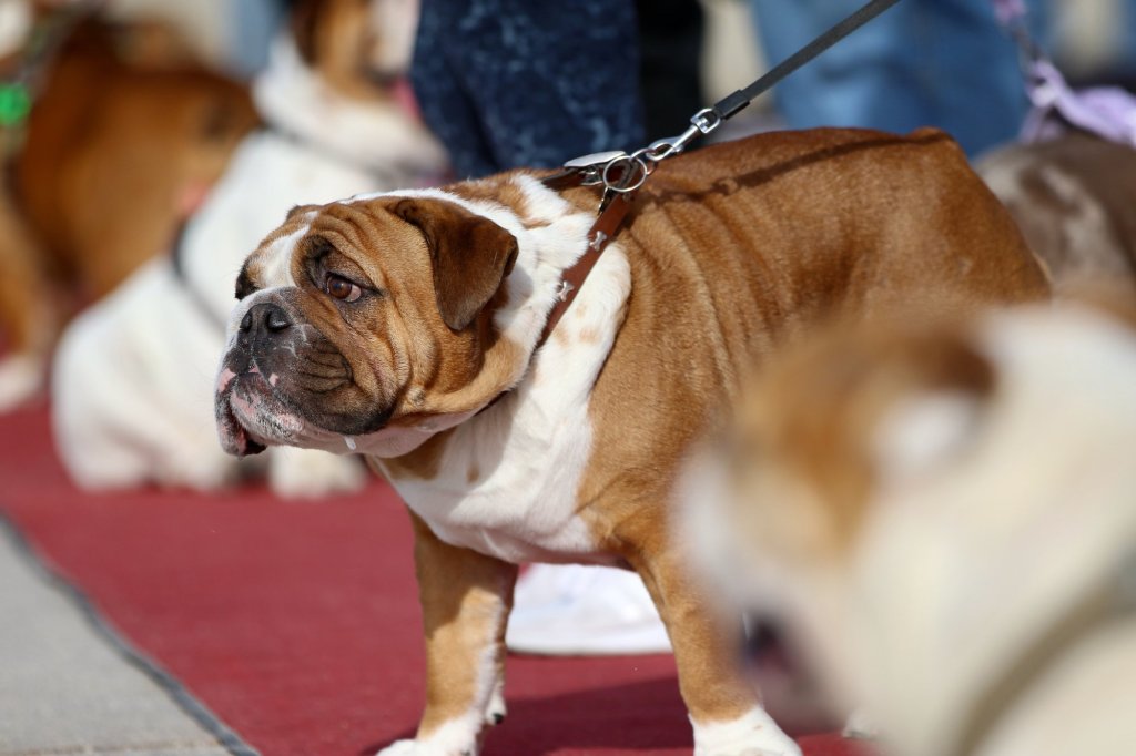 Things to do in the Long Beach, South Bay areas, Feb.13-19 – Daily Breeze