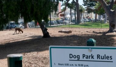 Long Beach to look at new locations for dog parks in downtown, citywide – Press Telegram