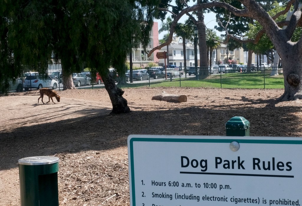Long Beach to look at new locations for dog parks in downtown, citywide – Press Telegram