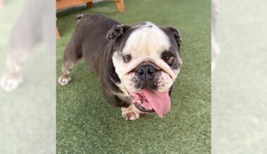 Dumpling and Cypress are ready for adoption – Press Telegram