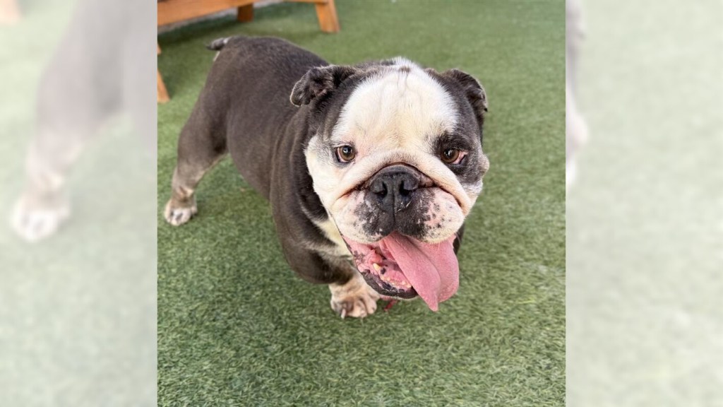 Dumpling and Cypress are ready for adoption – Press Telegram