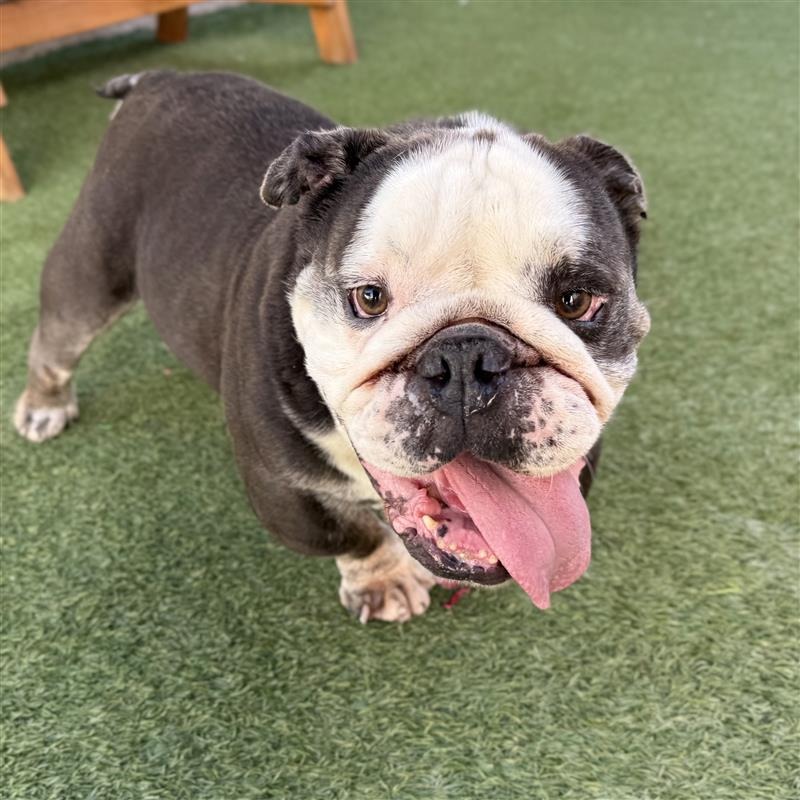 Dumpling is a 5-year-old, male, grey and white, bulldog. (Photo...