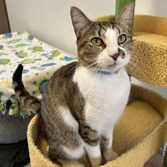 Cypress is a 1-year-old, male, brown and white, domestic shorthair...