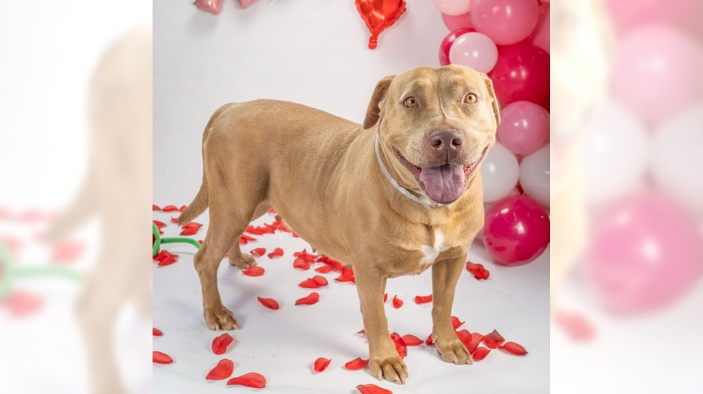 Puff and Coco are ready for adoption – Press Telegram