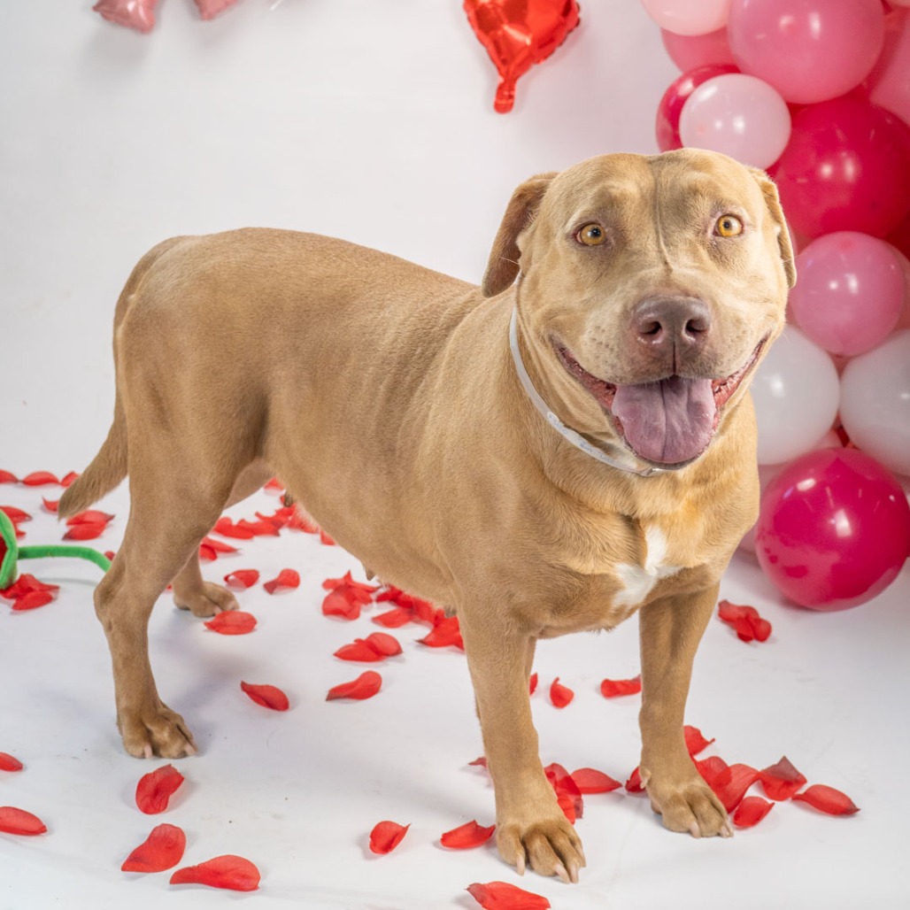 Coco is a 4-year-old, female, fawn color, Labrador and pit...
