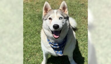 Azul and Mochi are ready for adoption – Daily Breeze