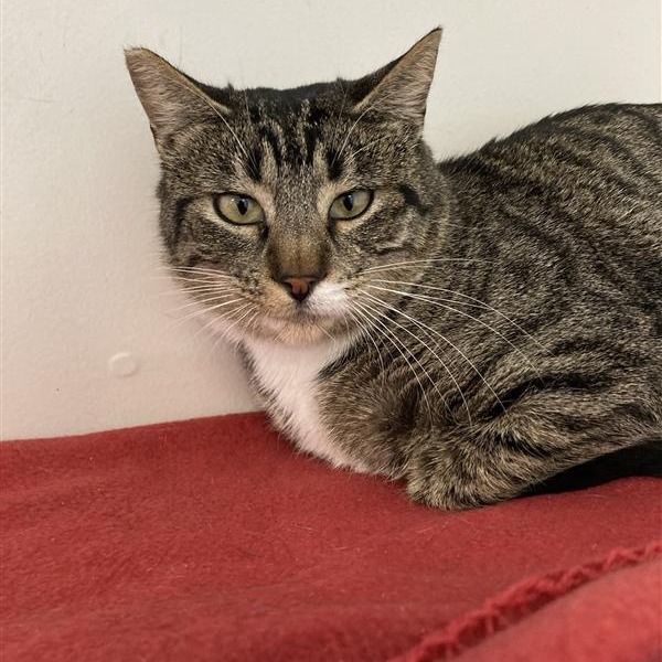 Mochi is a 2-year-old, female, domestic shorthair cat. (Photo courtesy...