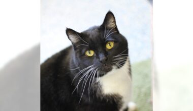 Twitch and Black Bean are ready for adoption – Press Telegram