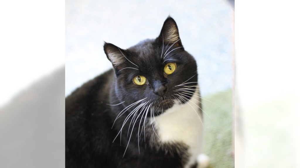 Twitch and Black Bean are ready for adoption – Press Telegram