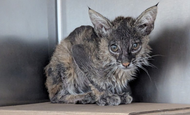 an emaciated bobcat kitten sits atop a cardboard box