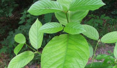 Kratom, nitrous oxide ordinances before council – ORANGE COUNTY TRIBUNE