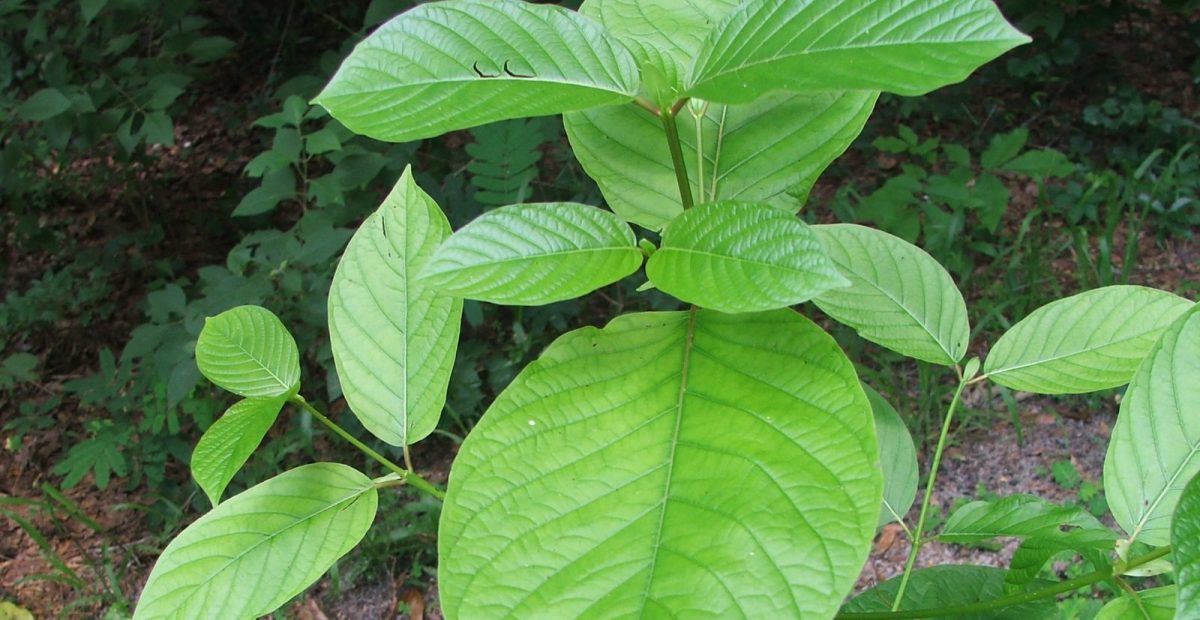 Kratom, nitrous oxide ordinances before council – ORANGE COUNTY TRIBUNE