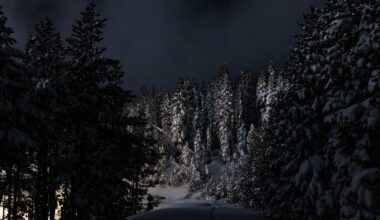 A snow-covered trail leading to Castle Peak, where eight backcountry skiers are confirmed dead from an avalanche, near Soda Springs, Calif., on Feb. 18.