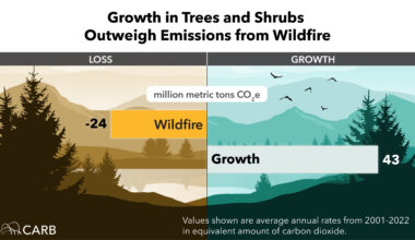 growth in trees and shrubs infographic