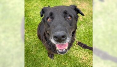 Lab Apple is a wise old soul looking for a quiet home – Orange County Register