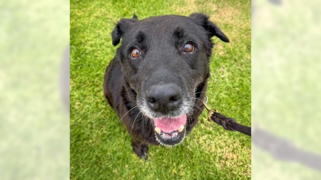 Lab Apple is a wise old soul looking for a quiet home – Orange County Register