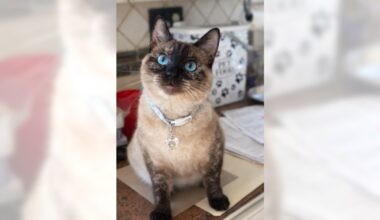 Coco is a stunning Siamese with a sweet heart – Orange County Register