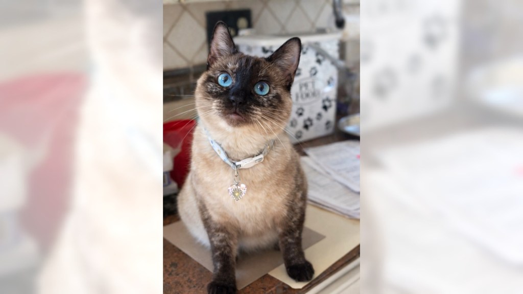 Coco is a stunning Siamese with a sweet heart – Orange County Register