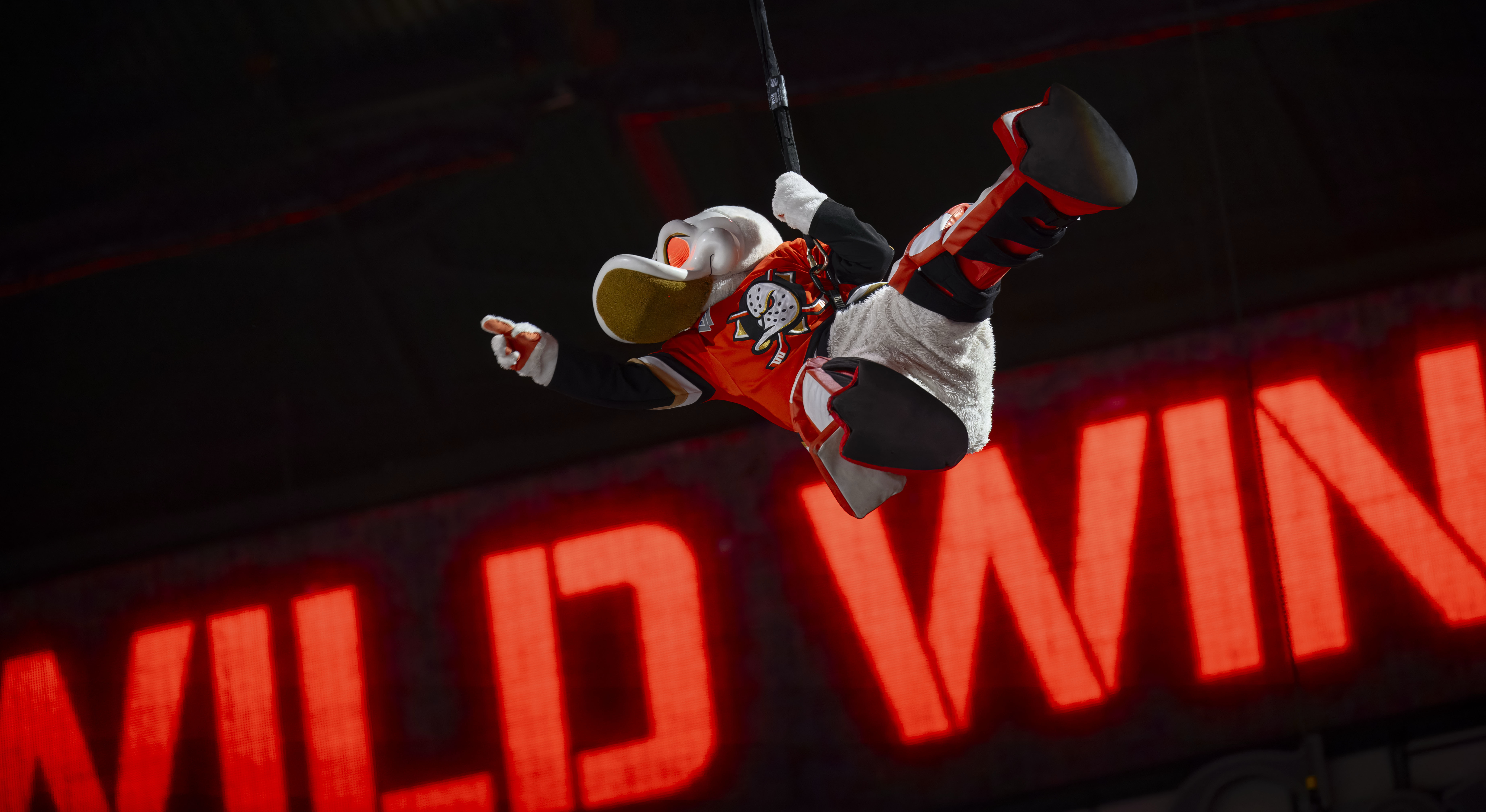 Wild Wing makes his entrance at the start of the...