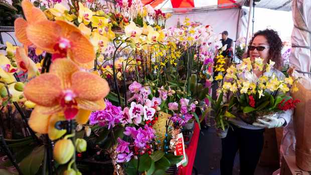 Thuyai Troung tends to flowers at her stand at the Flower Festival at the Asian Garden Mall in Westminster, CA on Friday, Jan. 17, 2025. The Lunar New Year celebration is open daily. (Photo by Paul Bersebach, Orange County Register/SCNG)