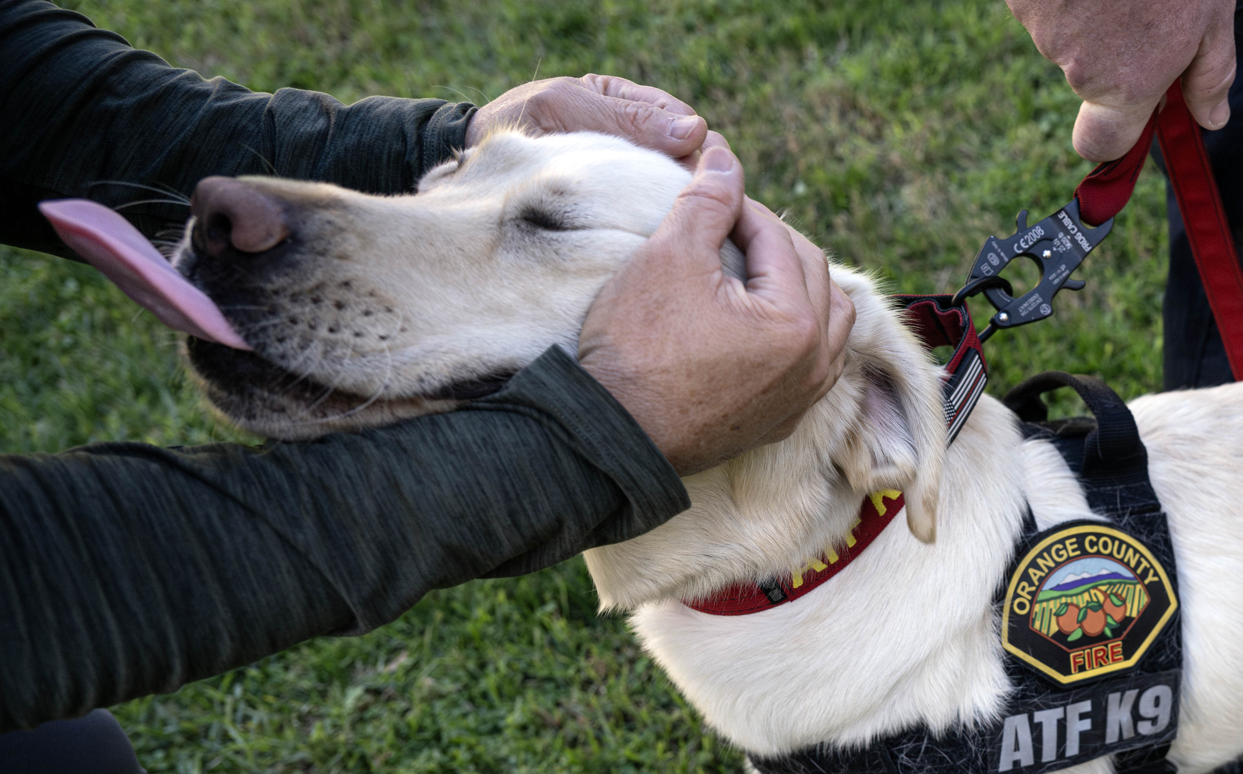 Timber, a highly trained ATF accelerant detection dog, takes part...