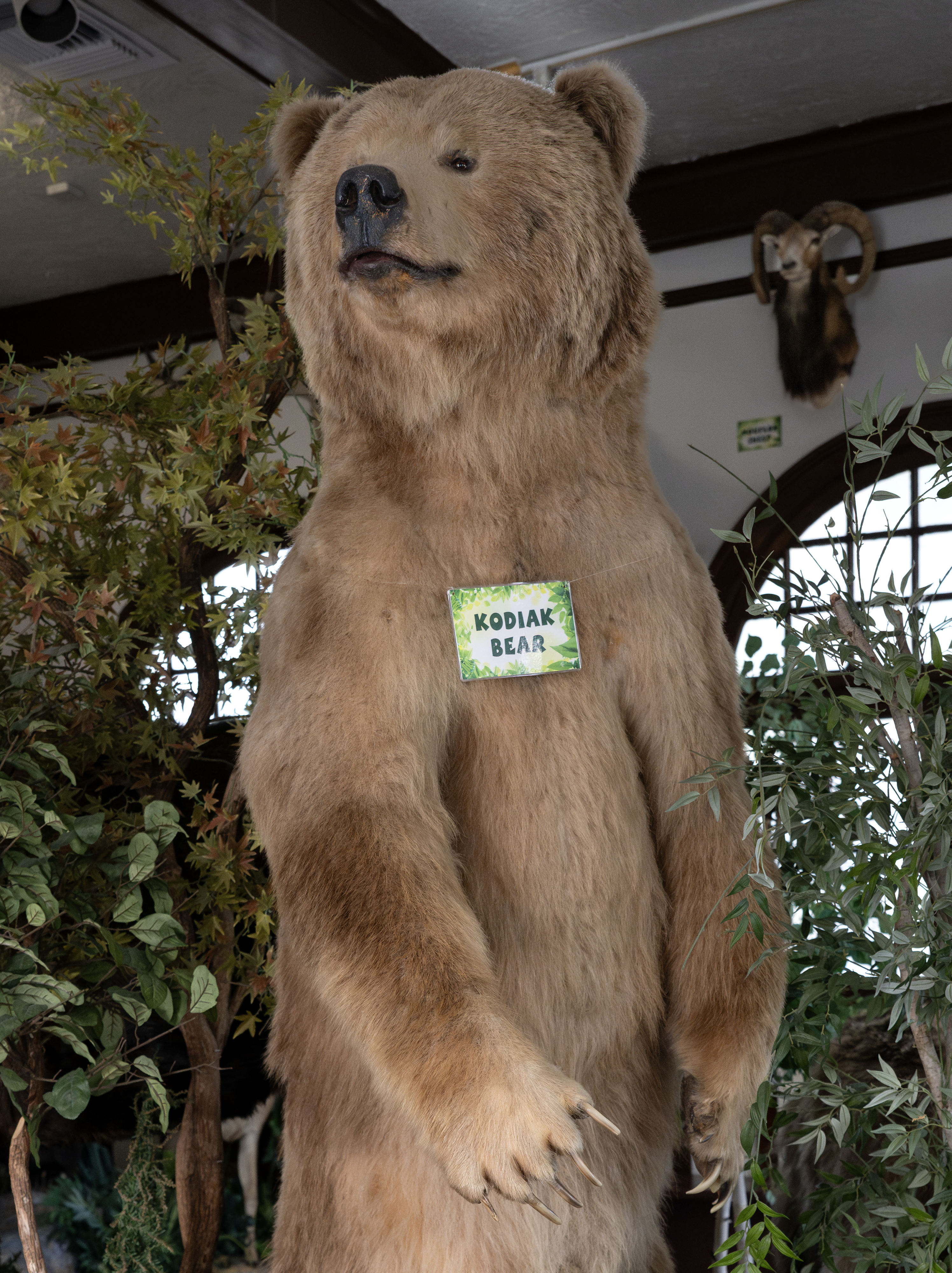 A taxidermied Kodiak bear is part of La Habra’s Children’s...