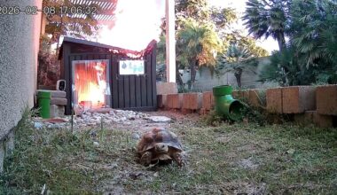 Tortoise’s relatively quick escape from Fullerton shed fire caught on camera – Orange County Register
