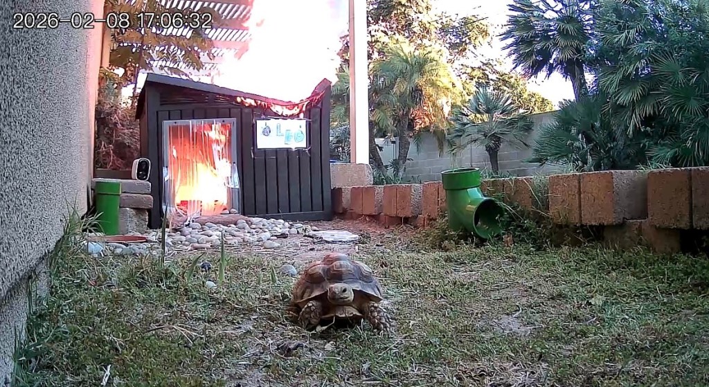 Tortoise’s relatively quick escape from Fullerton shed fire caught on camera – Orange County Register