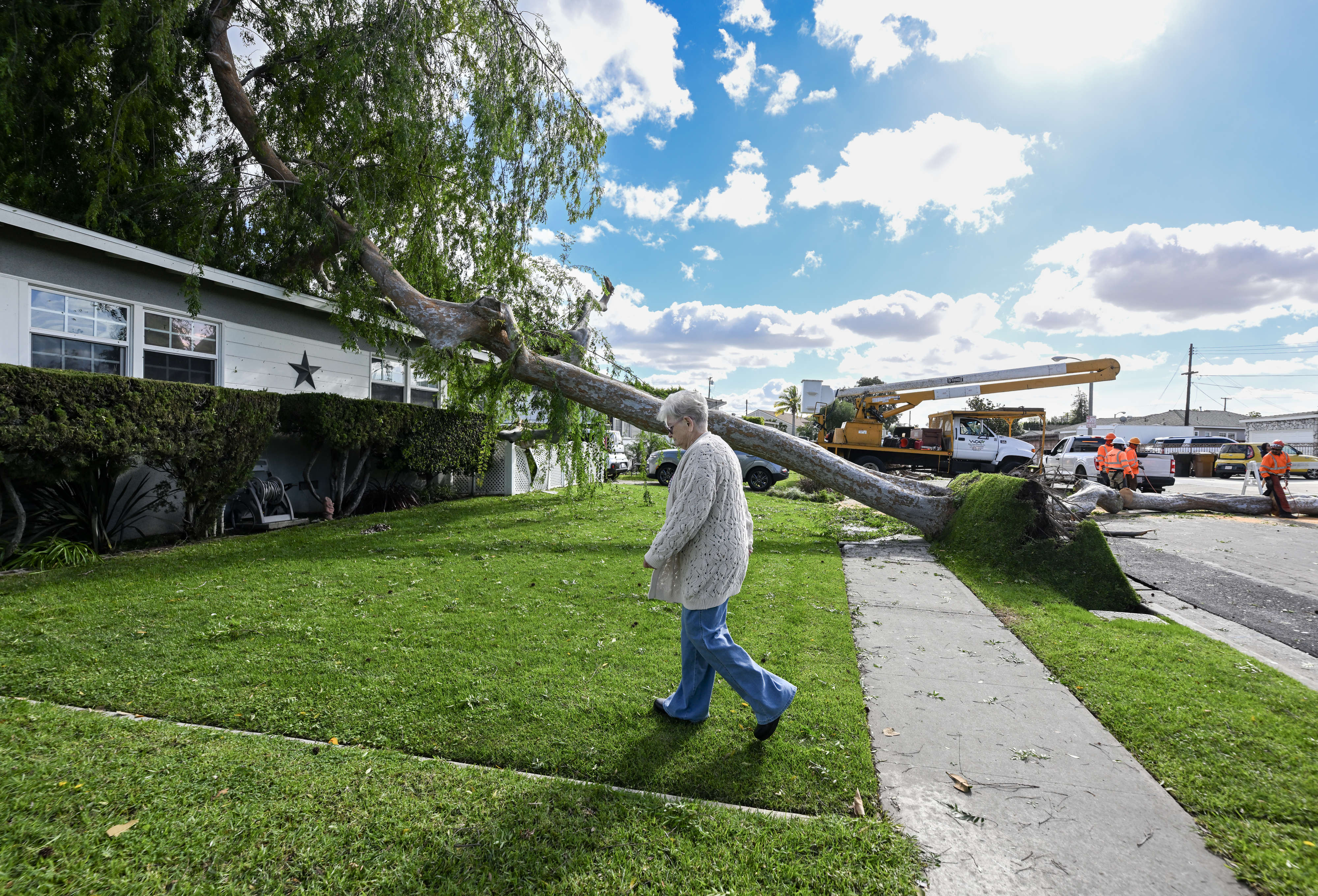 Vicky Aguilar walks towards a tree that fell during high...
