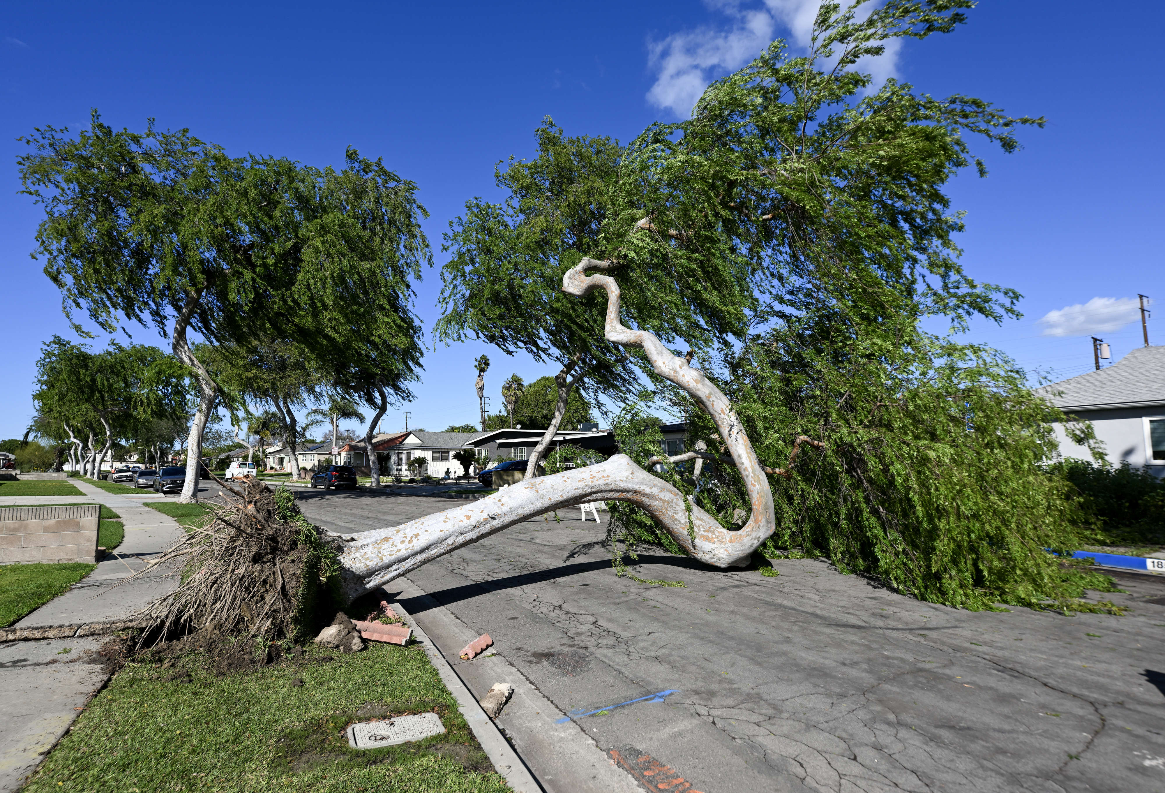 A tree fell during high winds in the early morning...