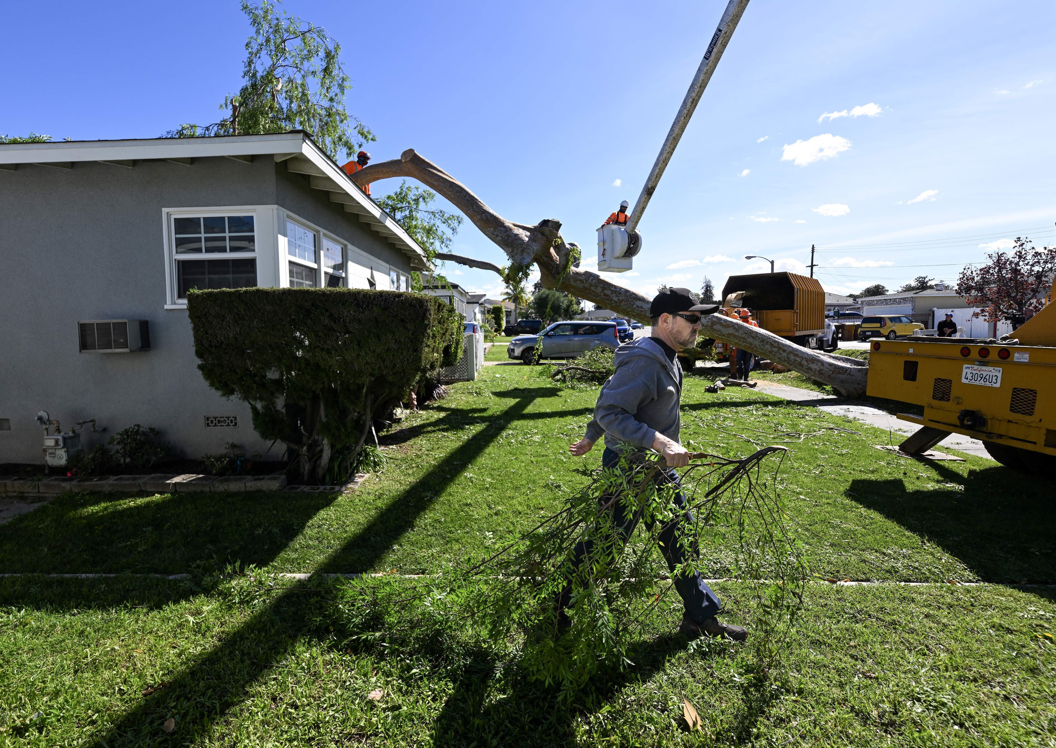 Tom Wedge carries a branch from the side of his...