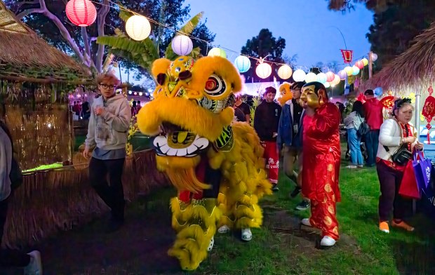 Lion dancers make their way through the Cultural Village during the UVSA Tet Festival at Garden Grove Park in Garden Grove on Friday, Jan. 31, 2025. The annual Tet festival was started in 1980 by the Union of Vietnamese Student Associations. (Photo by Leonard Ortiz, Orange County Register/SCNG)