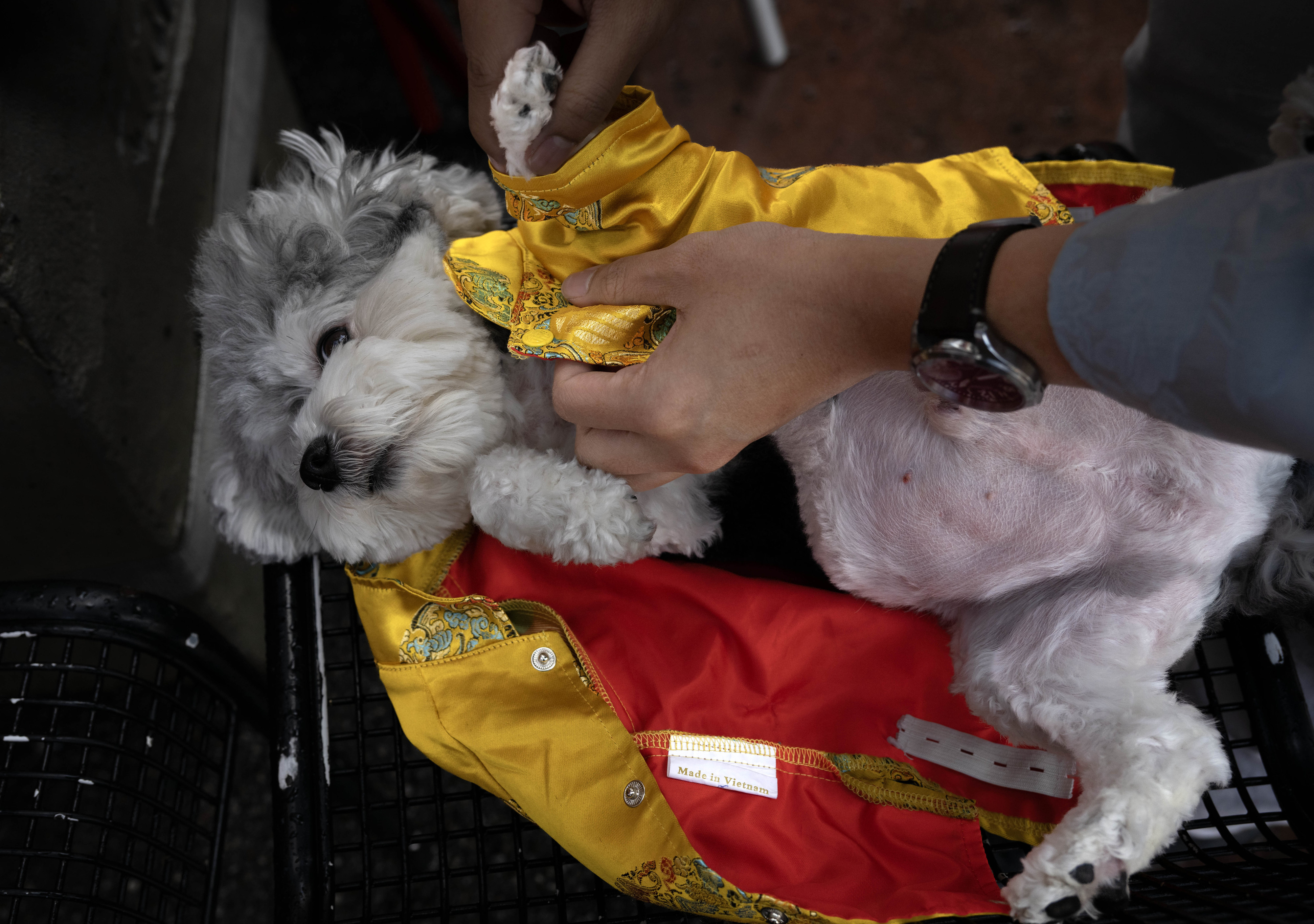 Peter Tran dresses his toy poodle, Matt, in traditional clothing...