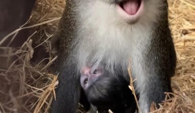 Watch: Oakland Zoo announces it's first birth of a red-tailed monkey