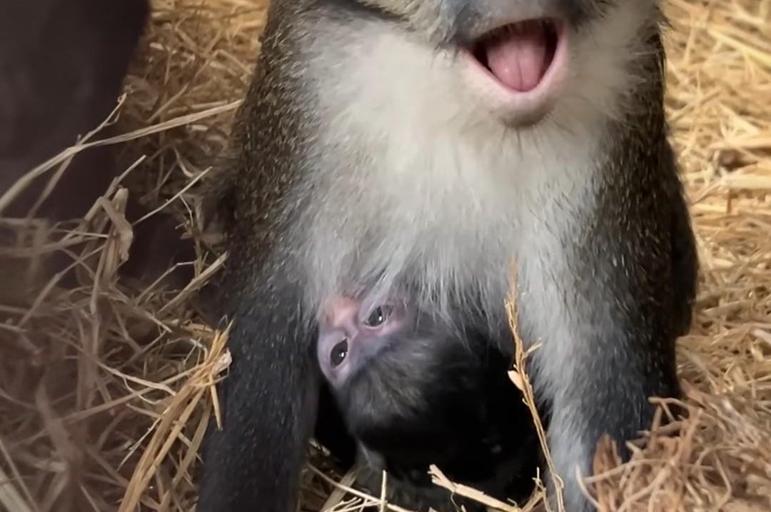 Watch: Oakland Zoo announces it's first birth of a red-tailed monkey