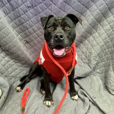 A good dog wearing a red sweater.