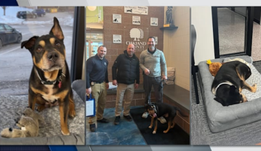 Lost senior dog in Oakland County finds new home with Milford Police Department