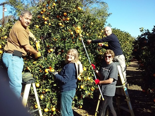 Backyard Produce Project tree picking volunteers Lance Leininger, Sue Ann Leininger, Linda Bouchard and Alexander Chucholowski. (Courtesy of Jane Radatz)