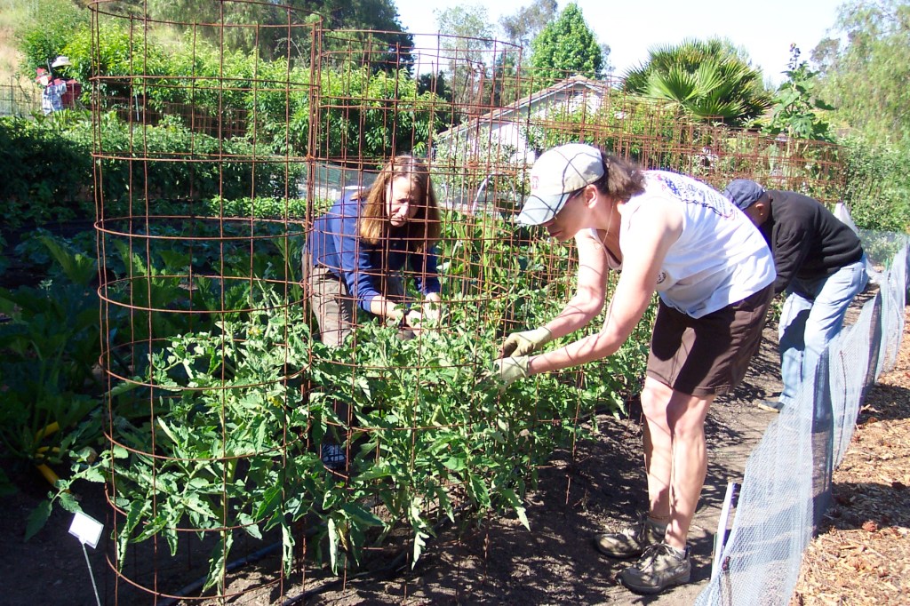 Backyard Produce Project needs volunteers to pick fruit trees