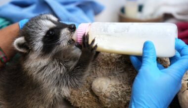 San Diego Humane society seeks donations for annual ‘wildlife baby shower’ – NBC 7 San Diego