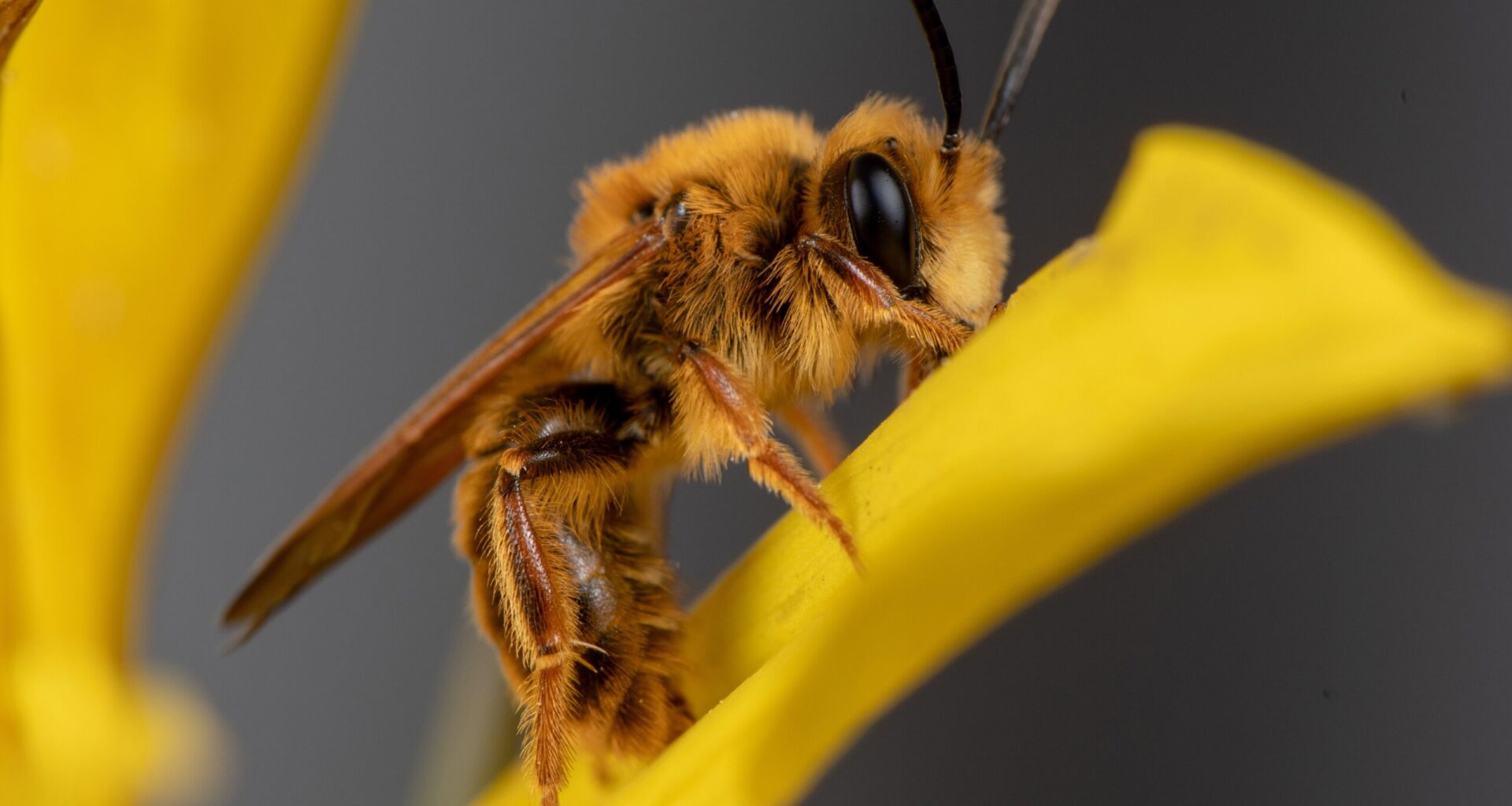 A California photographer is on a quest to photograph hundreds of native bees