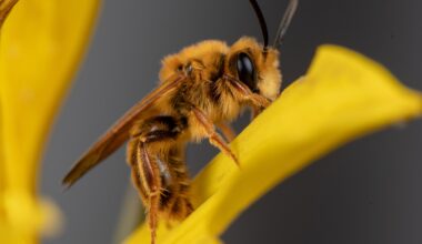 A California photographer is on a quest to photograph hundreds of native bees