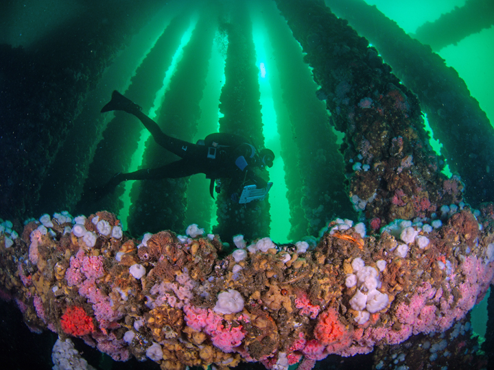 California to Weigh in on Fate of Platform Holly off Goleta’s Coast