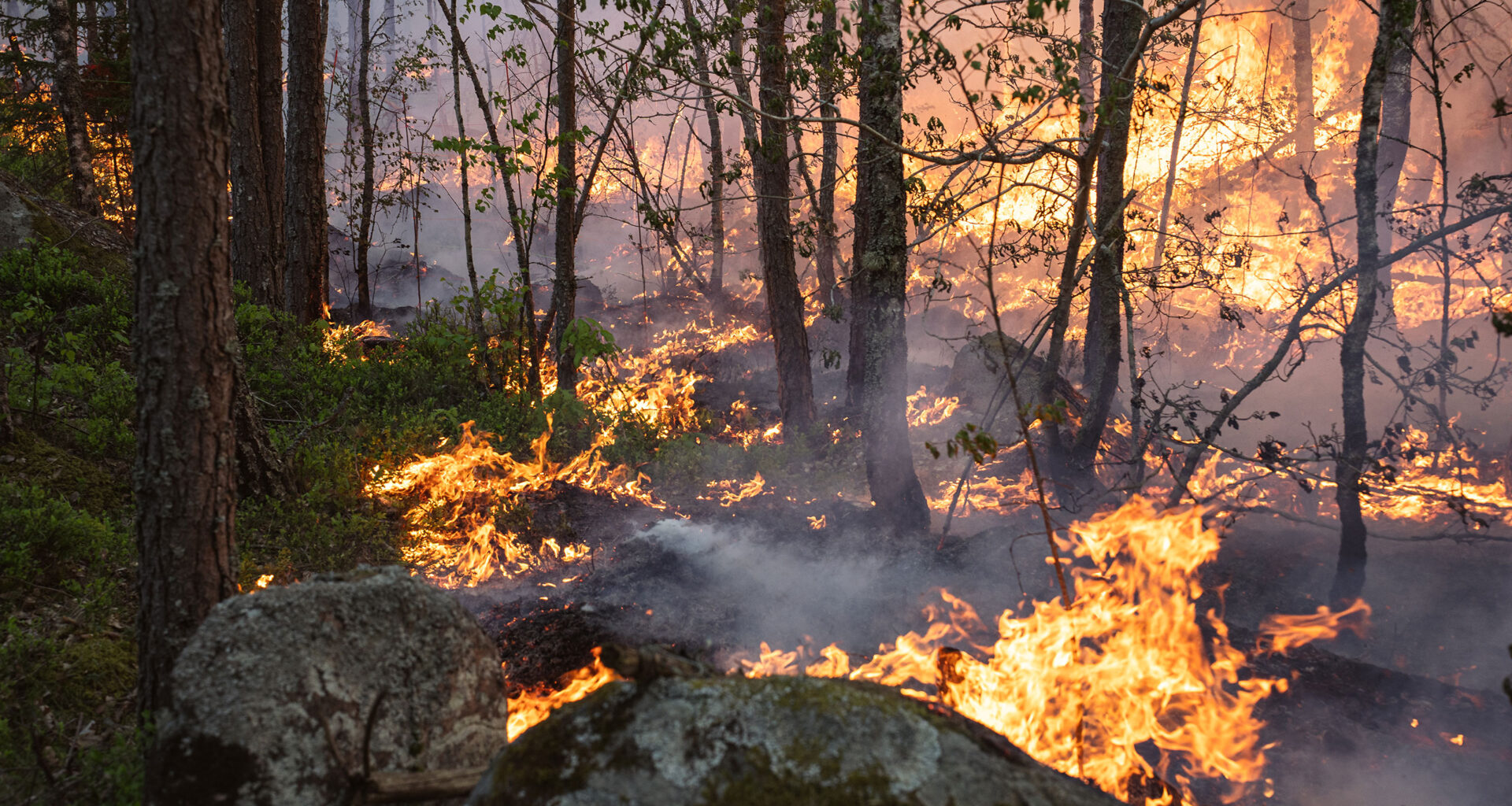 A fire in a conifer forest