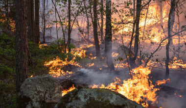 A fire in a conifer forest